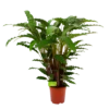 Calathea Rufibarba Bluegrass - Schaduwplant - P21 H85 - Kamerplant