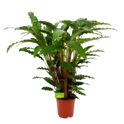 Calathea Rufibarba Bluegrass - Schaduwplant - P21 H85 - Kamerplant
