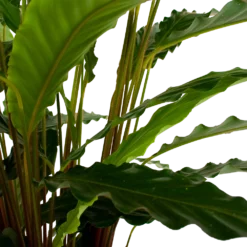 Calathea Rufibarba Bluegrass - Schaduwplant - P21 H85 - Kamerplant -Goedkope Tuinbenodigdheden winkel calathea rufibarba bluegrass schaduwplant p21 h85 6