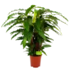 Calathea Rufibarba Bluegrass - Pauwenplant - P21 H105 - Kamerplant