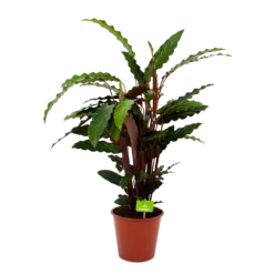 Calathea Rufibarba Wavestar - Pauwenplant - P19 H75 - Kamerplant