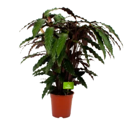 Calathea Rufibarba Wavestar - Pauwenplant - P21 H85 - Kamerplant