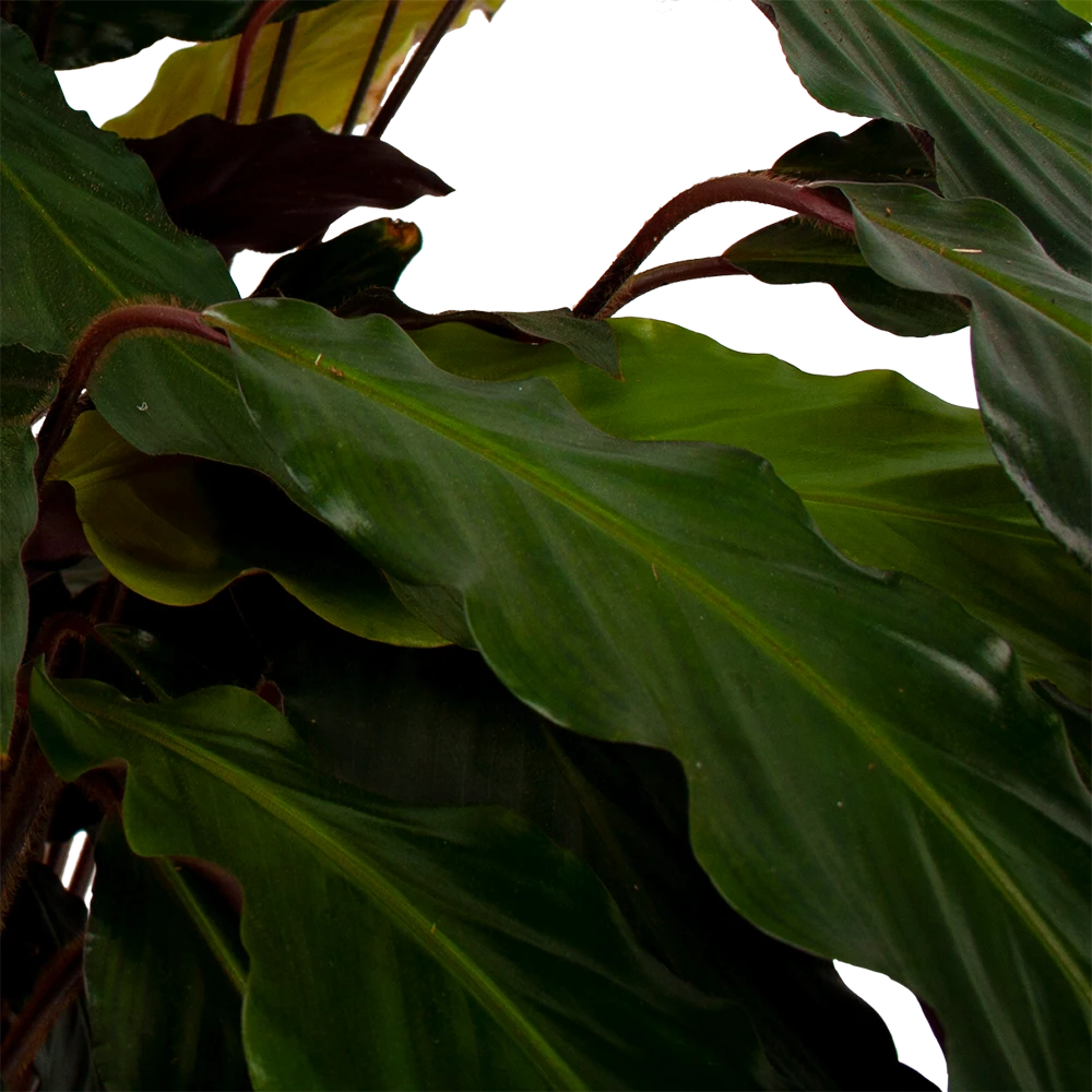Calathea Rufibarba Wavestar - Pauwenplant - P21 H85 - Kamerplant 2 Calathea Rufibarba Wavestar - Pauwenplant - P21 H85 - Kamerplant - Afbeelding 2