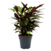 Calathea Rufibarba Wavestar - Pauwenplant - P27 H90 - Kamerplant
