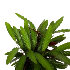 Calathea Rufibarba Wavestar - Pauwenplant - P27 H90 - Kamerplant -Goedkope Tuinbenodigdheden winkel calathea rufibarba wavestar pauwenplant p27 h90 5 1