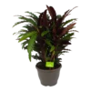 Calathea Rufibarba Wavestar - Pauwenplant - P32 H80 - Kamerplant