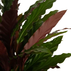 Calathea Rufibarba Wavestar - Pauwenplant - P32 H80 - Kamerplant -Goedkope Tuinbenodigdheden winkel calathea rufibarba wavestar pauwenplant p32 h80 4