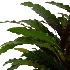 Calathea Rufibarba Wavestar - Pauwenplant - P32 H80 - Kamerplant -Goedkope Tuinbenodigdheden winkel calathea rufibarba wavestar pauwenplant p32 h80 5
