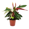 Calathea Stromante Triostar - Schaduwplant - P19 H60 - Kamerplant