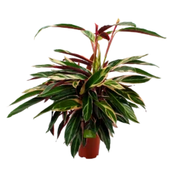 Calathea Stromante Triostar - Schaduwplant - P21 H105 - Kamerplant