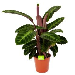 Bestsellers 15 Calathea Warcewiczii - Livingplant - P19 H75 - Kamerplant