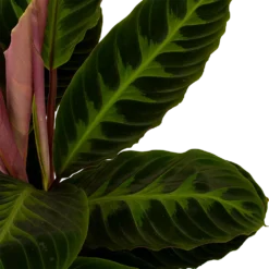 Bestsellers -Goedkope Tuinbenodigdheden winkel calathea warcewiczii livingplant p19 h75 5 1