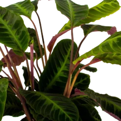 Bestsellers -Goedkope Tuinbenodigdheden winkel calathea warcewiczii livingplant p21 h75 5 1