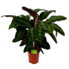 Calathea Warcewiczii - Livingplant - P21 H90 - Kamerplant