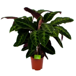 Bestsellers 17 Calathea Warcewiczii - Livingplant - P21 H90 - Kamerplant