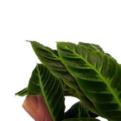Bestsellers -Goedkope Tuinbenodigdheden winkel calathea warcewiczii livingplant p21 h90 2