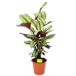 Bestsellers 9 Calathea Whitestar - Schaduwplant - P19 H75 - Kamerplant