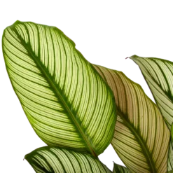 Bestsellers -Goedkope Tuinbenodigdheden winkel calathea whitestar schaduwplant p19 h75 5 1