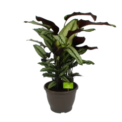 Bestsellers 19 Calathea Whitestar - Schaduwplant - P32 H80 - Kamerplant