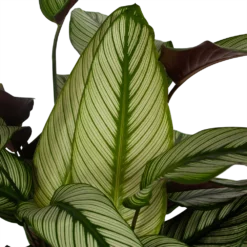 Bestsellers -Goedkope Tuinbenodigdheden winkel calathea whitestar schaduwplant p32 h80 5