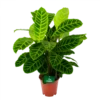 Calathea Zebrina - Livingplant - P19 H80 - Kamerplant