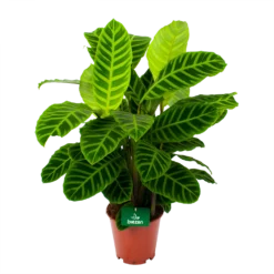 Bestsellers 11 Calathea Zebrina - Livingplant - P19 H80 - Kamerplant