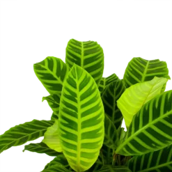 Bestsellers -Goedkope Tuinbenodigdheden winkel calathea zebrina livingplant p19 h65 5 1