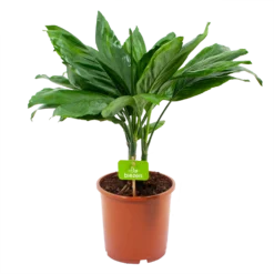 Chamaedorea Metallica Bergpalm - P17 H50 - Kamerplant