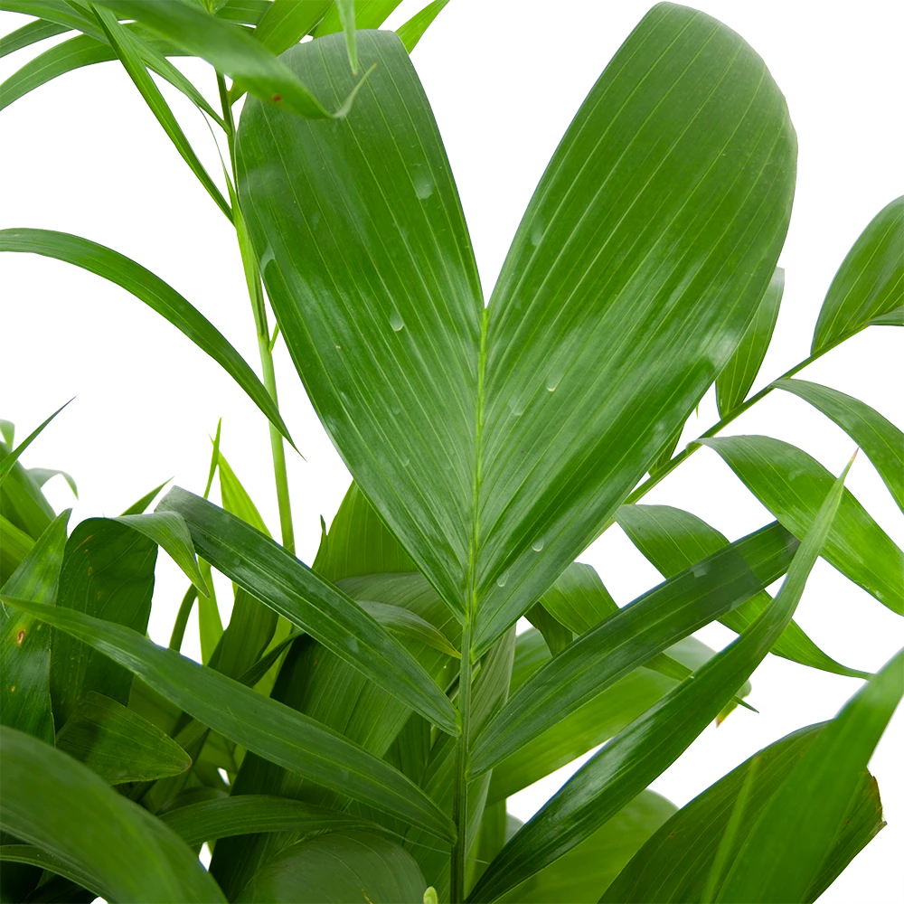 Chamaedorea Seifrizii - Bergpalm - P24 H100 - Kamerplant 2 Chamaedorea Seifrizii - Bergpalm - P24 H100 - Kamerplant - Afbeelding 2
