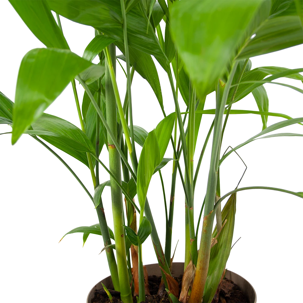 Chamaedorea Seifrizii - Bergpalm - P24 H100 - Kamerplant 3 Chamaedorea Seifrizii - Bergpalm - P24 H100 - Kamerplant - Afbeelding 3