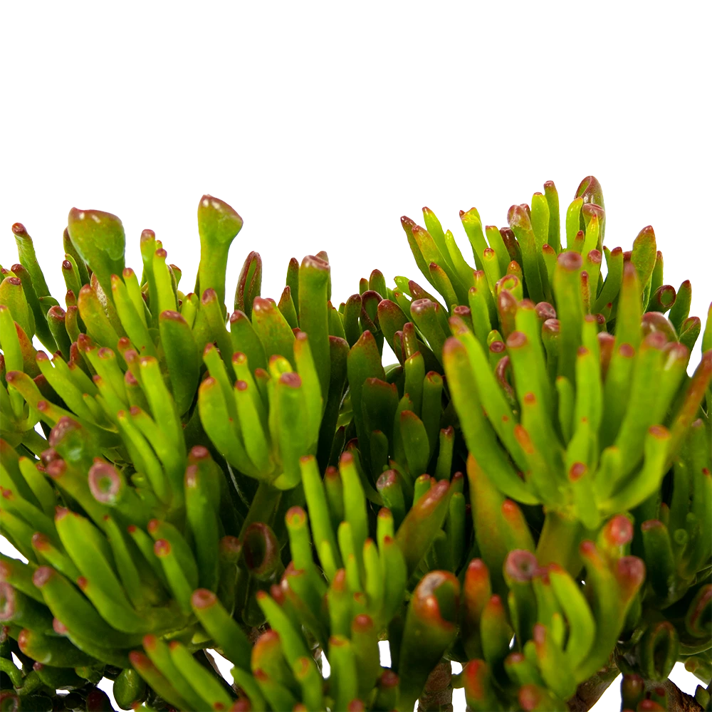 Crassula Ovata Gollum - P23 H50 - Kamerplant 2 Crassula Ovata Gollum - P23 H50 - Kamerplant - Afbeelding 2