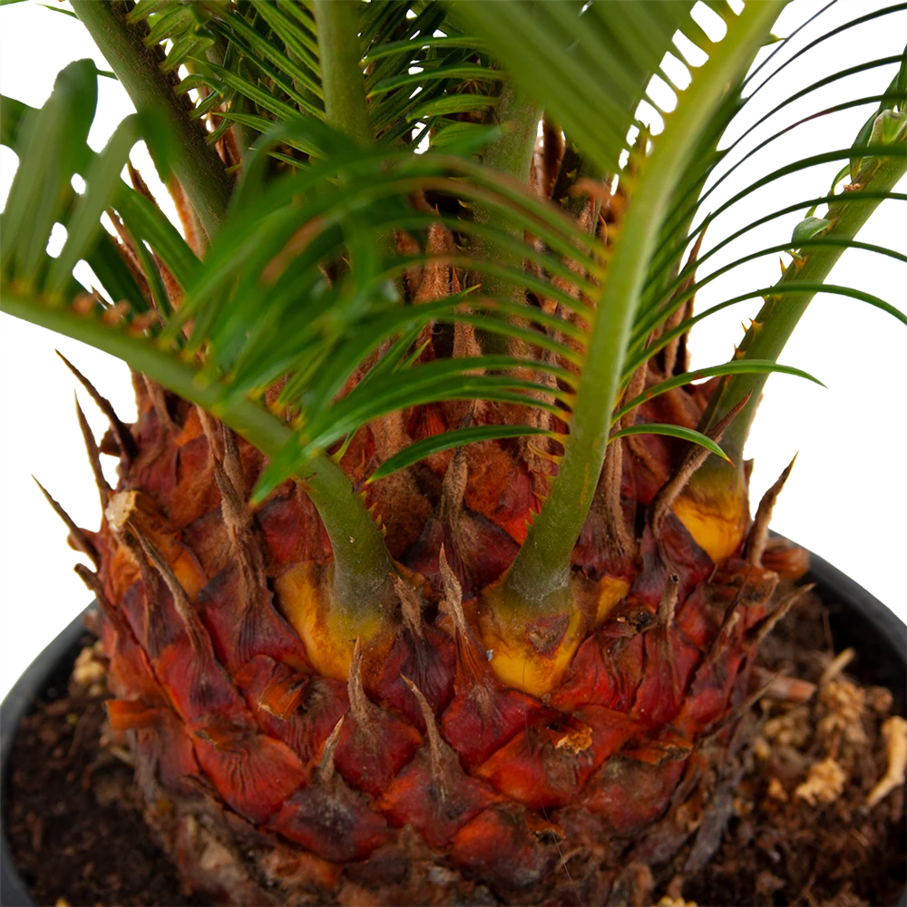 Cycas Revoluta - Vredespalm - P17 H60 - Kamerplant 2 Cycas Revoluta - Vredespalm - P17 H60 - Kamerplant - Afbeelding 2
