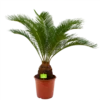 Cycas Revoluta - Vredespalm - P24 H85 - Kamerplant