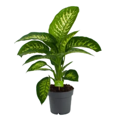 Dieffenbachia Seguine 'Reeva' - P19 H60 - Kamerplant