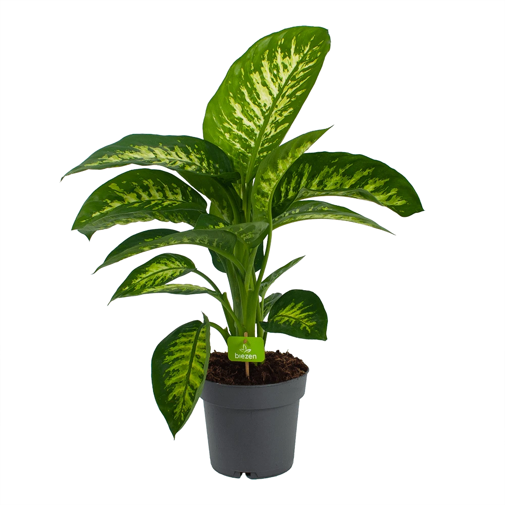 Dieffenbachia Seguine 'Reeva' - P19 H60 - Kamerplant 1 Dieffenbachia Seguine 'Reeva' - P19 H60 - Kamerplant