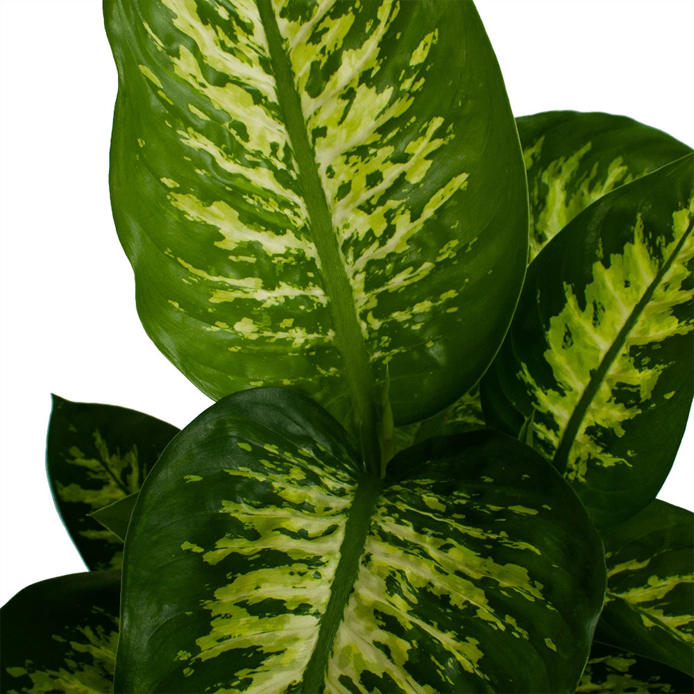 Dieffenbachia Seguine 'Reeva' - P19 H60 - Kamerplant 2 Dieffenbachia Seguine 'Reeva' - P19 H60 - Kamerplant - Afbeelding 2