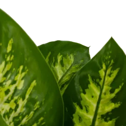 Dieffenbachia Seguine 'Reeva' - P19 H60 - Kamerplant 6 Dieffenbachia Seguine 'Reeva' - P19 H60 - Kamerplant -Goedkope Tuinbenodigdheden winkel dieffenbachia seguine reeva p19 h60 6