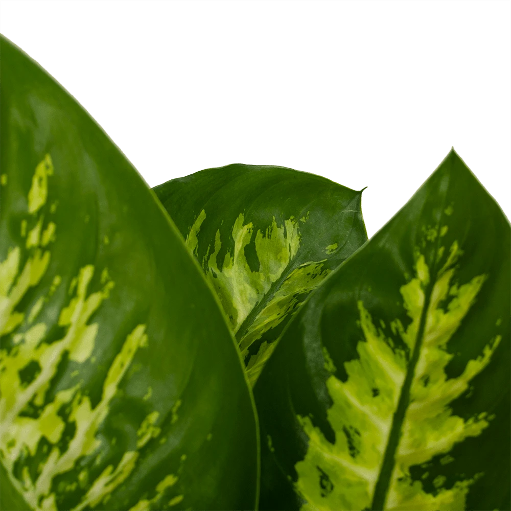 Dieffenbachia Seguine 'Reeva' - P19 H60 - Kamerplant 3 Dieffenbachia Seguine 'Reeva' - P19 H60 - Kamerplant - Afbeelding 3