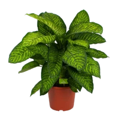 Dieffenbachia Seguine Tropic Jewel - P35 H130 - Kamerplant