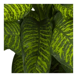 Dieffenbachia Seguine Tropic Jewel - P35 H130 - Kamerplant -Goedkope Tuinbenodigdheden winkel dieffenbachia seguine tropic jewel p35 h130 4