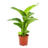 Dieffenbachia Seguine Tropic Snow - P19 H70 - Kamerplant