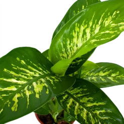 Dieffenbachia Seguine Tropic Snow - P19 H70 - Kamerplant -Goedkope Tuinbenodigdheden winkel dieffenbachia seguine tropic snow p19 h70 5
