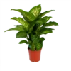 Dieffenbachia Seguine Tropic Snow - P24 H90 - Kamerplant