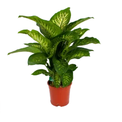 Dieffenbachia Seguine Tropic Snow - P24 H90 - Kamerplant