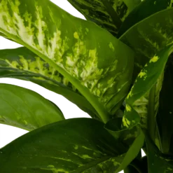 Dieffenbachia Seguine Tropic Snow - P24 H90 - Kamerplant 6 Dieffenbachia Seguine Tropic Snow - P24 H90 - Kamerplant -Goedkope Tuinbenodigdheden winkel dieffenbachia seguine tropic snow p24 h90 2 4