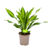 Dracaena Burley - Drakenbloedboom - P24 H90 - Kamerplant