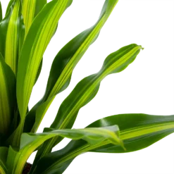 Dracaena Burley - Drakenbloedboom - P24 H90 - Kamerplant -Goedkope Tuinbenodigdheden winkel dracaena burley drakenbloedboom p24 h90 5 1