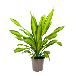 Dracaena Charley - Drakenbloedboom - P24 H95 - Kamerplant 9 Dracaena Charley - Drakenbloedboom - P24 H95 - Kamerplant -Goedkope Tuinbenodigdheden winkel dracaena charley drakenbloedboom p24 h95 4