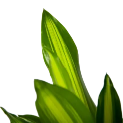 Dracaena Cintho - Op Stam - Drakenbloedboom - P21 H100 - Kamerplant -Goedkope Tuinbenodigdheden winkel dracaena cintho op stam drakenbloedboom p21 h100 6 1