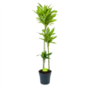 Dracaena Cintho - Op Stam - Drakenbloedboom - P24 H150 - Kamerplant